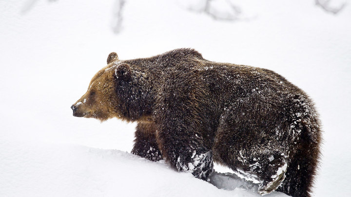 На Камчатке ликвидировали медведя, напавшего на человека в лесу