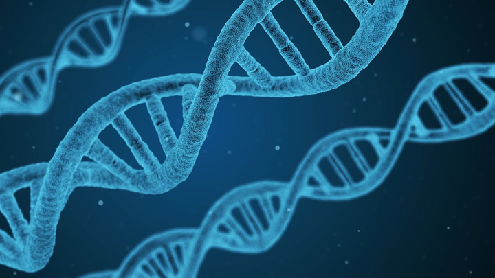 У человека может быть одновременно две ДНК