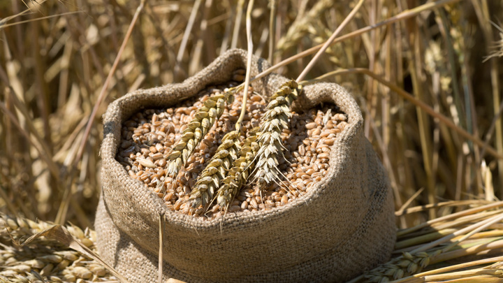 Правительство РФ ввело временный запрет на экспорт твердой пшеницы