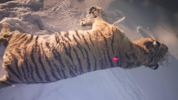 В Приморье поймали охотившегося на собак амурского тигра