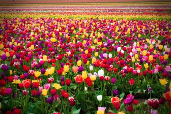 В Нидерландах уничтожили 140 млн тюльпанов из-за пандемии коронавируса