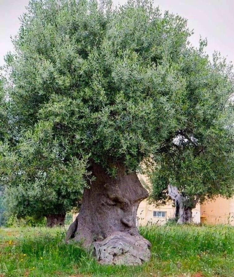 Думающее Дерево — дрeвнее оливковоe дерeво, растущее в Апулии, Италия, которому более 1500 лет.