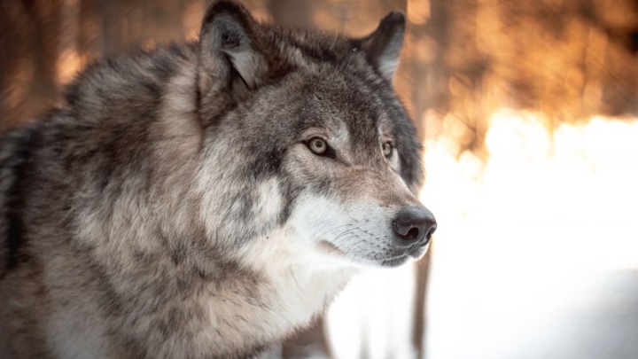 В Курганской области волк растерзал женщину
