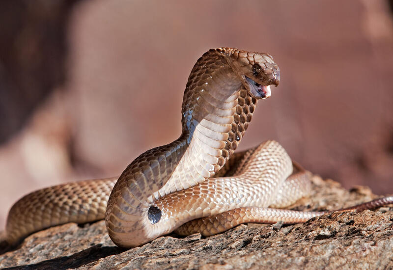 Ученые создали универсальный антидот от ядов опаснейших змей мира