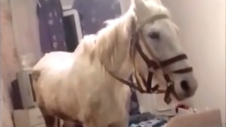 Полиция арестовала жителя Кузбасса, явившегося в квартиру с лошадью