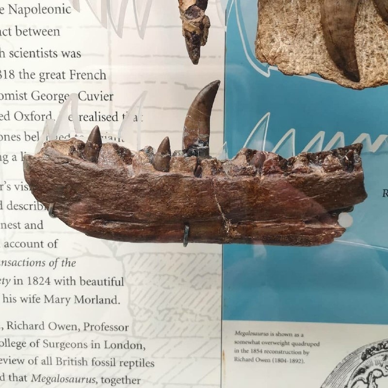 Знаменитая окаменелость — фрагмент нижней челюсти Megalosaurus bucklandii, найденный вблизи Оксфорда в 1815 году