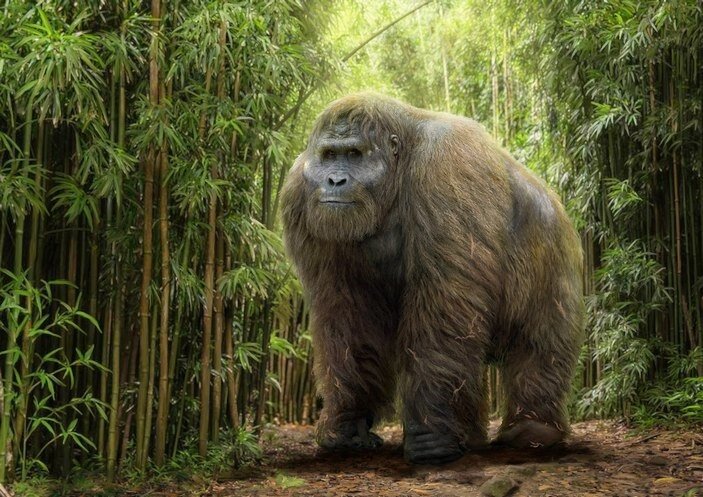 Гигантопитек - самый крупный из когда-либо живших приматов.
