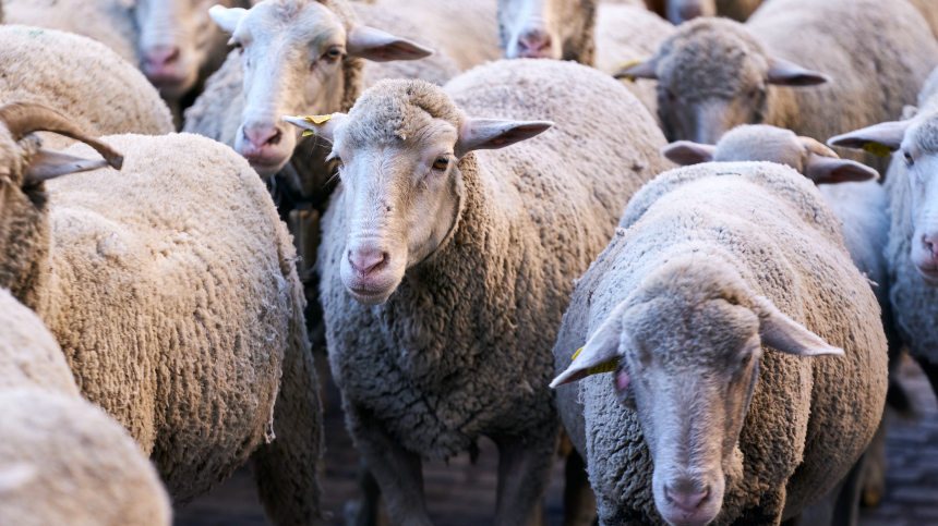 Стадо овец перешло польско-украинскую границу и вызвало переполох