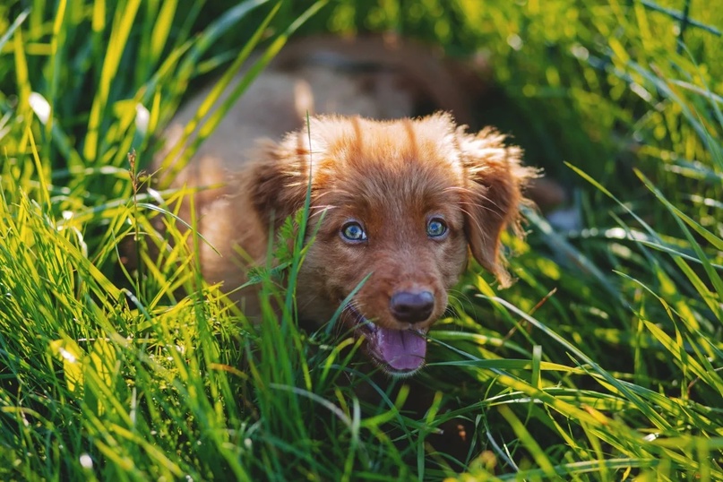 Зачем собаки едят траву и опасно ли это для животного