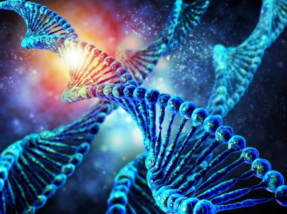 шесть генов, формирующих нашу личность
