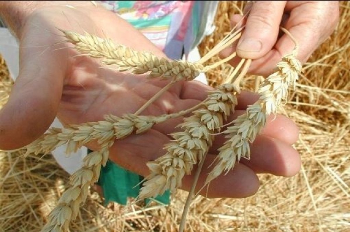 Литва возобновила закупки зерна из России