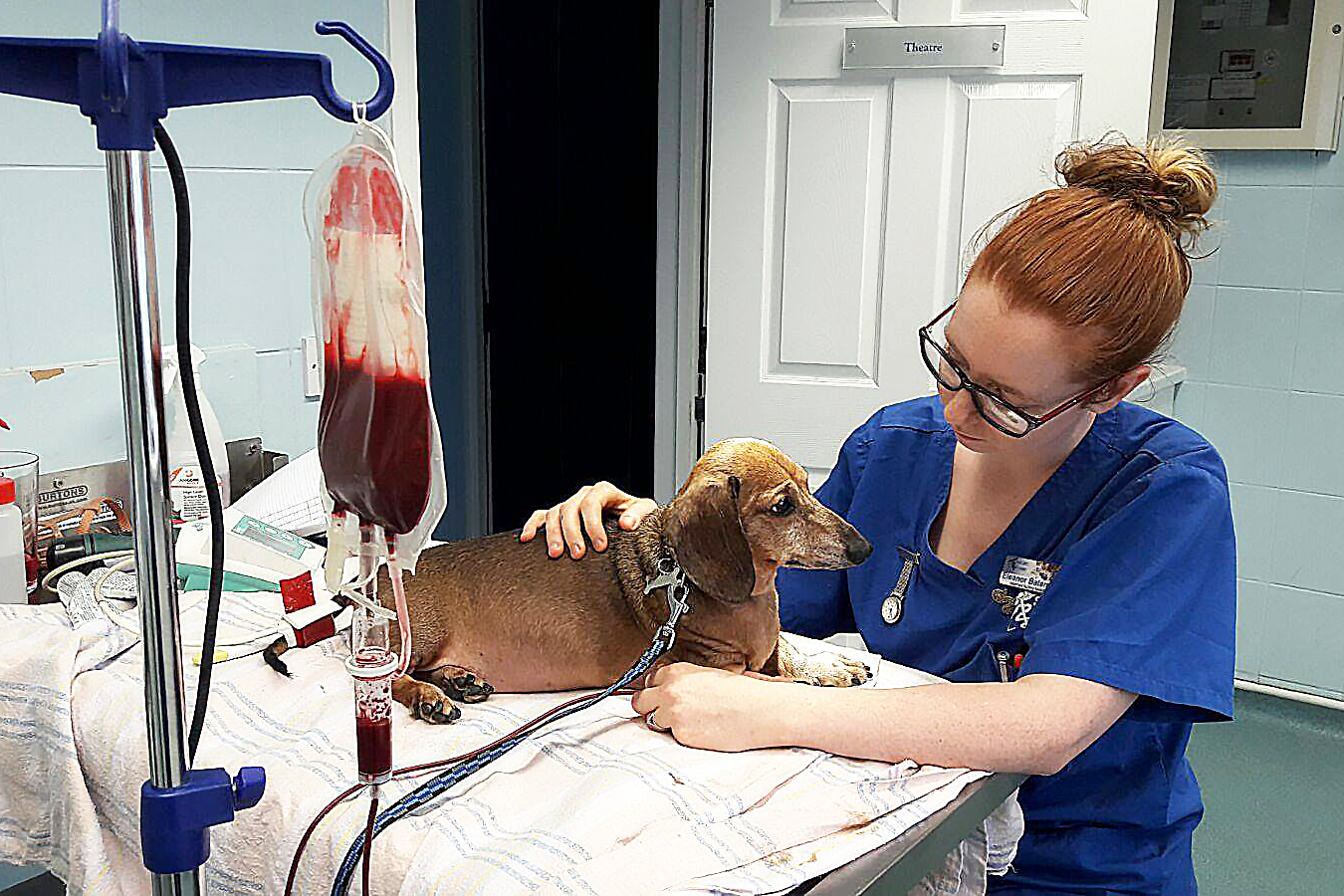 Переливание крови у животных: миф или реальность?