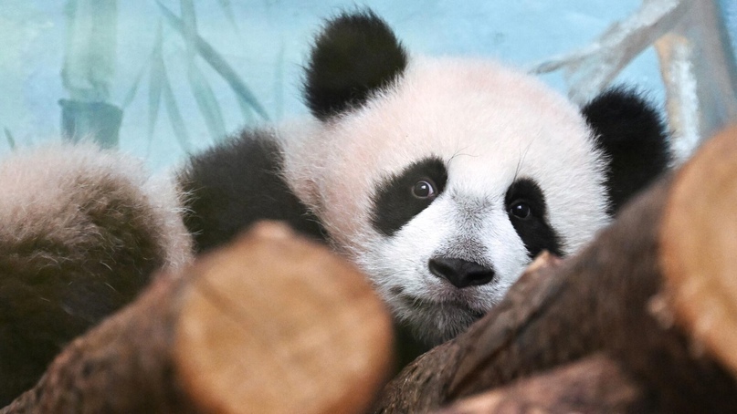 В Московском зоопарке измерили рост и вес панды Катюши