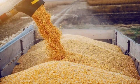 РФ в апреле может экспортировать рекордные 4,6 млн т пшеницы