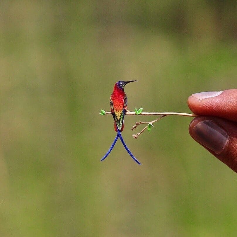 Эта крохотная птичка — топазовый колибри