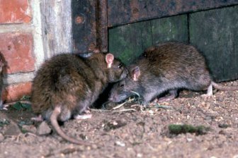 Как крысы стали вредителями, завоевавшими весь мир
