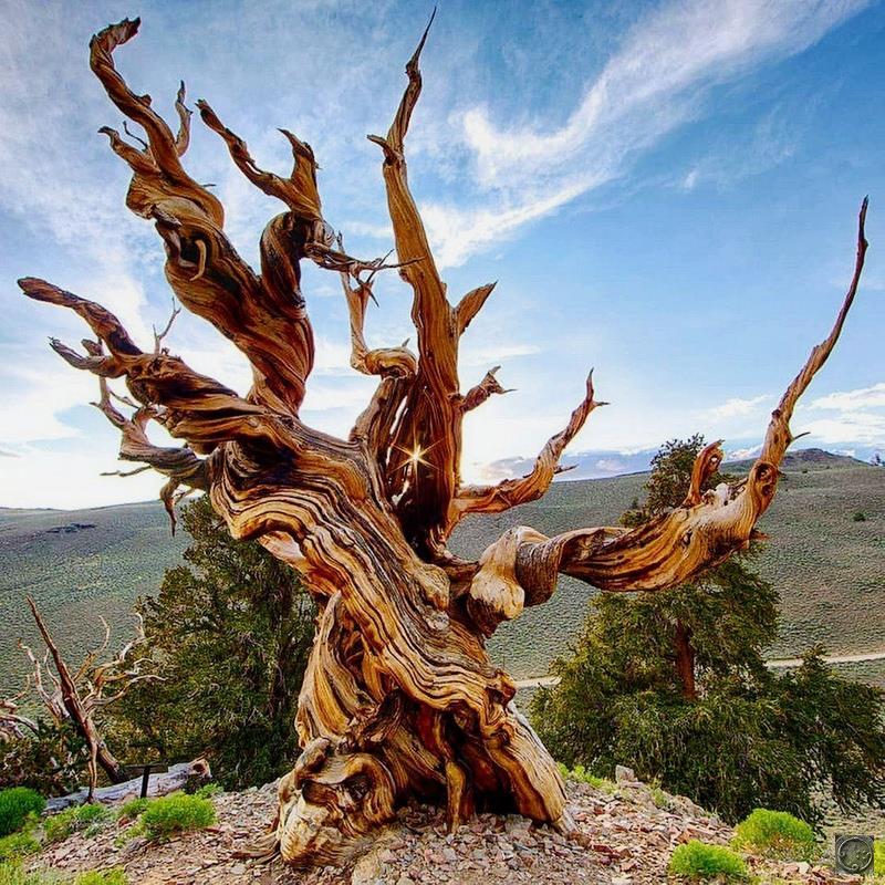 Старейшее дерево на Земле.