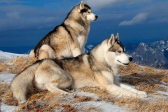 Родиной первых ездовых собак оказалась Сибирь