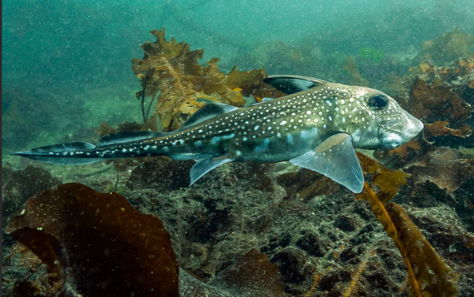 «Рыбу-динозавра» с огромными глазами поймал рыбак в Норвегии