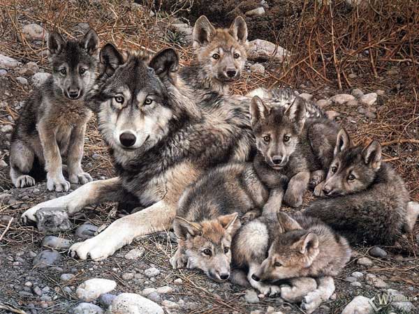 волки – заботливые родители