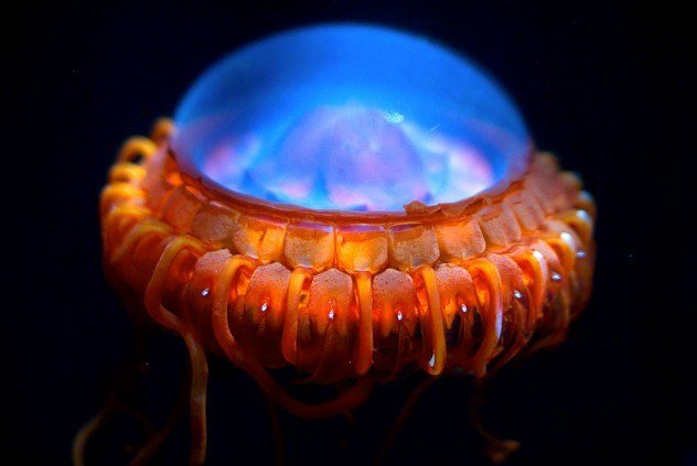 10 необычных глубоководных существ
