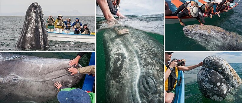 Невероятное зрелище: туристы гладят китов