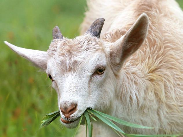 В Оренбурге откроют памятник козе