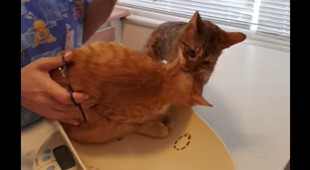 Во время приема кошка решила спасти своего друга от ветеринара