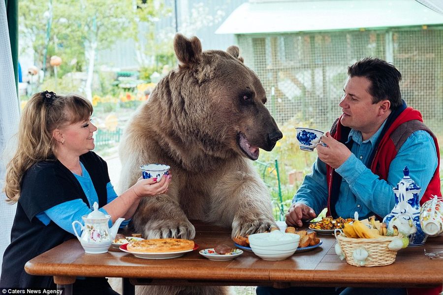 Ох, русские медведей дома держат