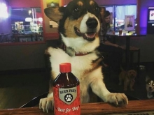 Американка придумала пиво для собак, чтобы животные могли выпивать с хозяевами