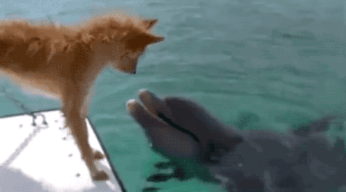 Пользователи Сети тронуты настоящей дружбой дельфина и собаки. Удивительная история спасения!