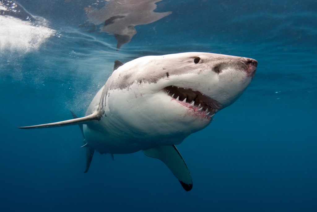 Вы знаете, почему акулы боятся дельфинов?