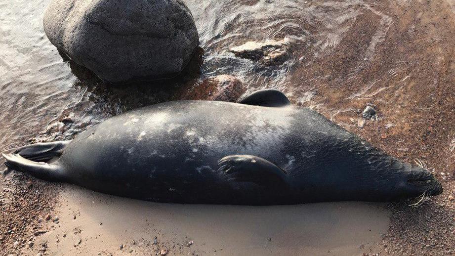 «Ни людям, ни тюленям не хватает рыбы»: как рыбаки и морские млекопитающие воюют в Ленинградской области