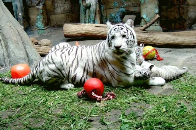 Белая тигрица Кали умерла в Московском зоопарке