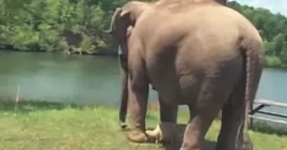 Эта слониха 3 недели стояла на одном и том же месте… Только взгляните, кого она ждала!
