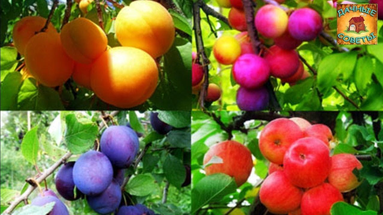 Совместимость плодовых деревьев и кустарников в Вашем саду Дачные советы Сад и огород