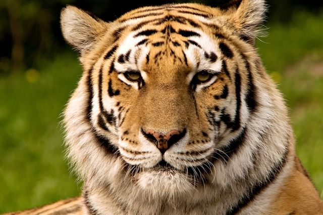 Глава Минприроды РФ призвал разобраться в ситуации со смертью тигра в США