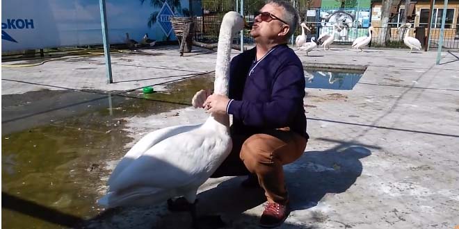 Лебедь Жора жалуется директору зоопарка. Вы будете очень удивлены, когда узнаете, кто его обижал!