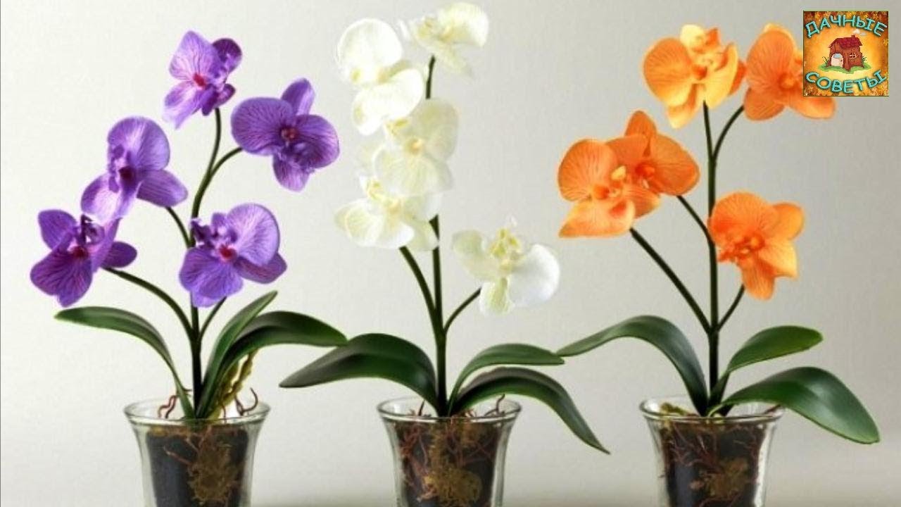 4 полезных совета в выращивании орхидеи Уход в домашних условиях Полезные советы