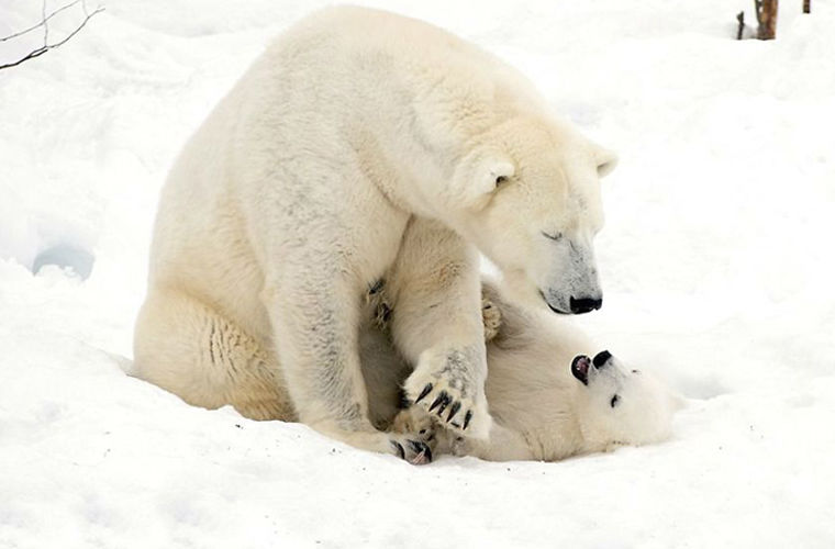Очаровательный белый медвежонок с мамой-медведицей в финском парке