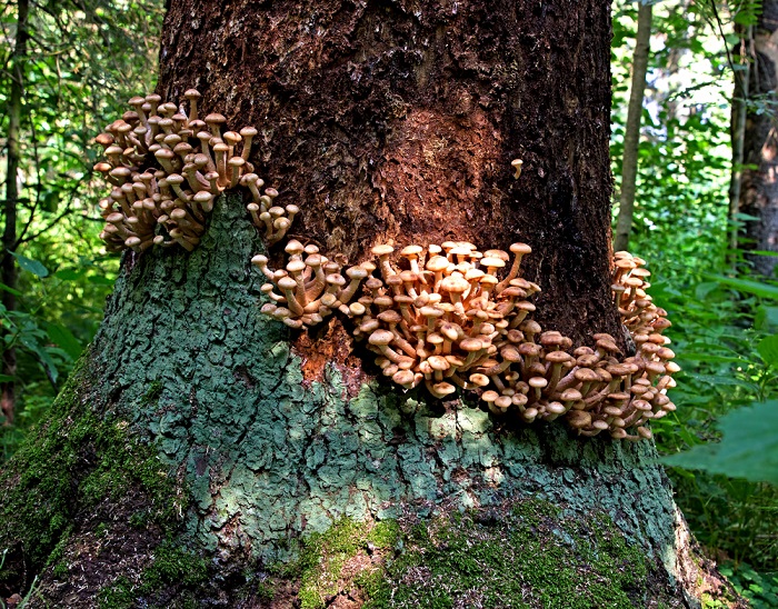 Гиганты планеты: гриб-монстр в наших лесах