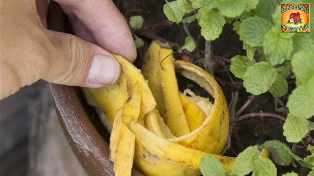 Необычные способы применения бананов и банановой кожуры в саду и огороде Дачные хитрости