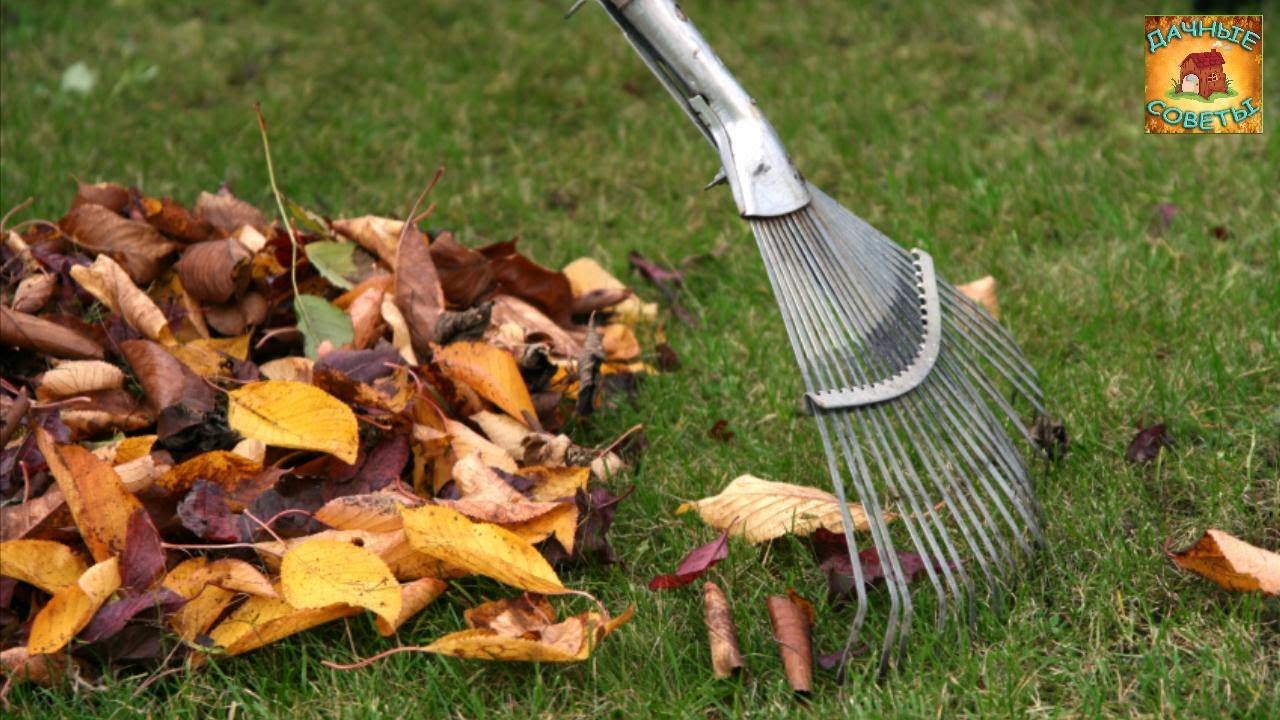 Уборка опавших листьев в огороде Надо ли их убирать и что с ними делать Делимся дачными советами