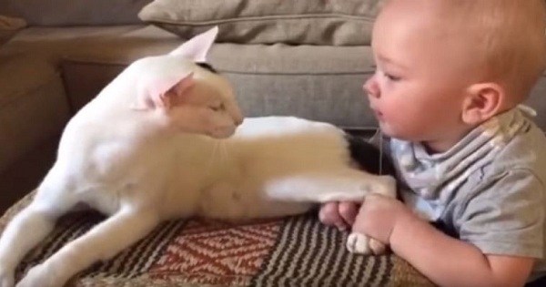 Малышка тянет кошку за лапы, ей тоже хочется внимания.