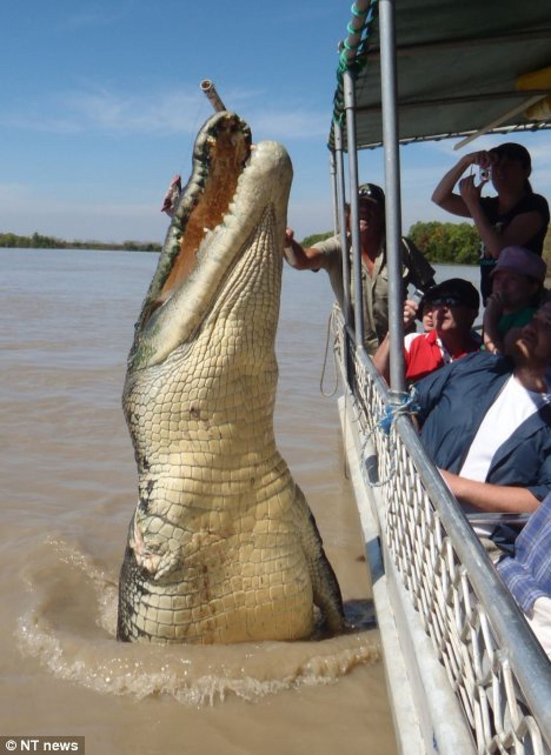 Смертельно опасный крокодиловый номер живого представления