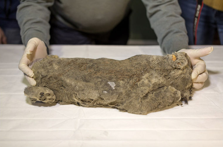 В Якутии найден прекрасно сохранившийся пещерный львенок
