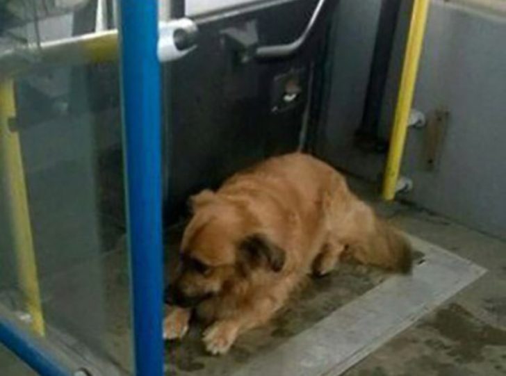 Еду с собакой в троллейбусе, подходит кондукторша и задает нелепый вопрос