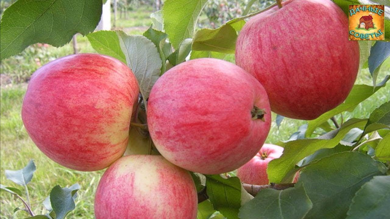 Как оживить старую яблоню и вернуть плодоношение Уход за плодовыми деревьями Дачные советы