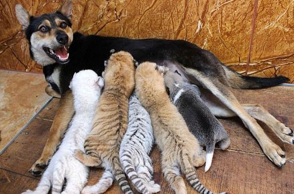 Собака в Китае усыновила четырёх тигрят.