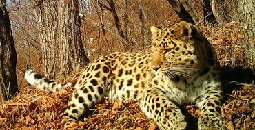 Дикий леопард в Приморье «спел» на камеру